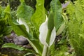 White flowers of LYSICHITON Ãâ hortensis, skunk cabbage, by water Royalty Free Stock Photo
